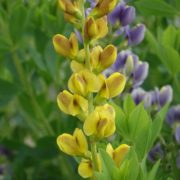 Baptisia ´Gold and Brown´