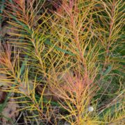 Amsonia hubrichtii