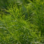 Amsonia hubrichtii