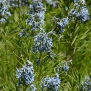 Amsonia hubrichtii