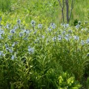 Amsonia tabernaemontana var. salicifolia