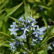 Amsonia tabernaemontana var. salicifolia