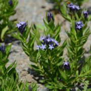 Amsonia Blue Ice