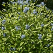 Amsonia orientalis