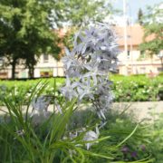 Amsonia hubrichtii