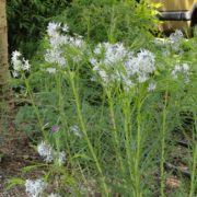 Amsonia hubrichtii